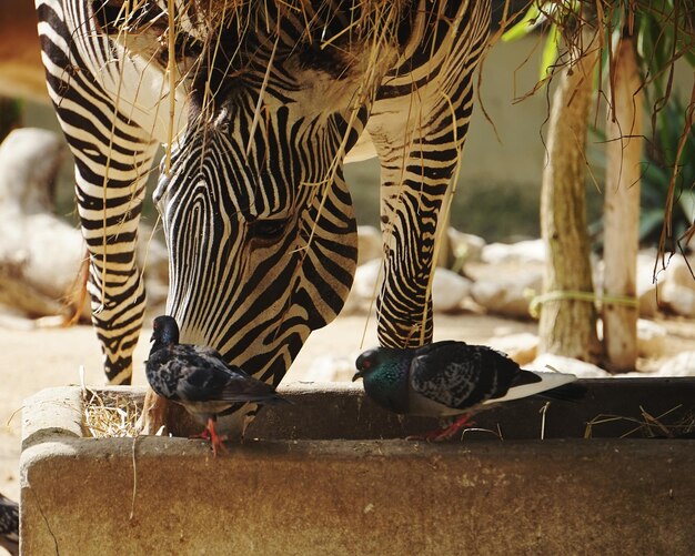 Photo a zebra - zoologico de lisboa