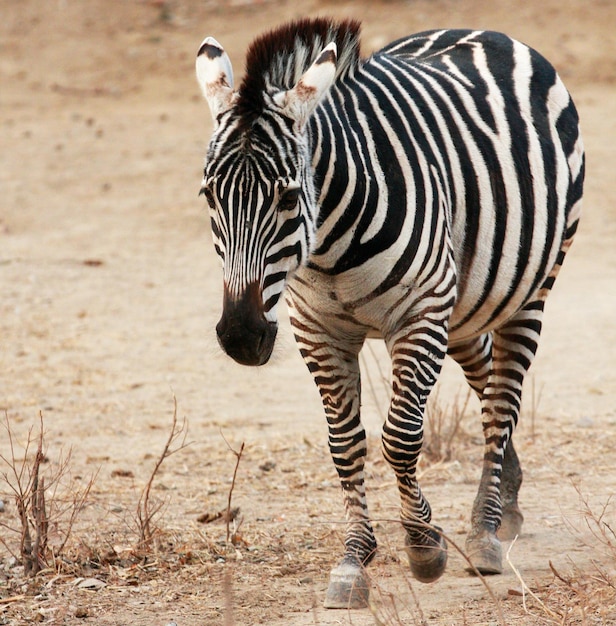 Zebra