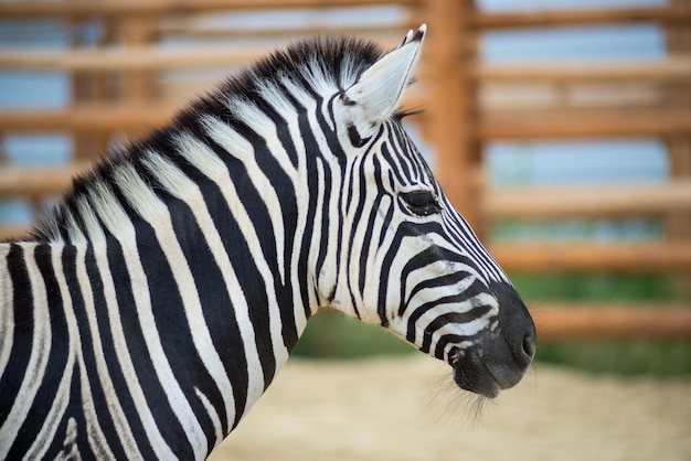 zebra