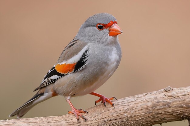 Zebrafinch