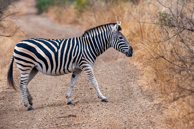 Zebrapad in Krugerpark Zuid-Afrika