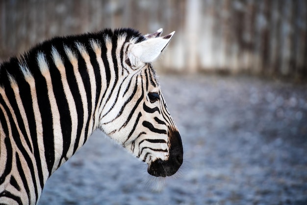 Zebraportret buiten