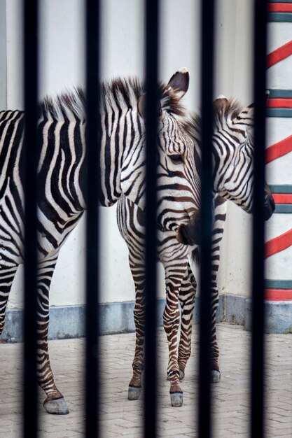 Foto zebras achter de tralies