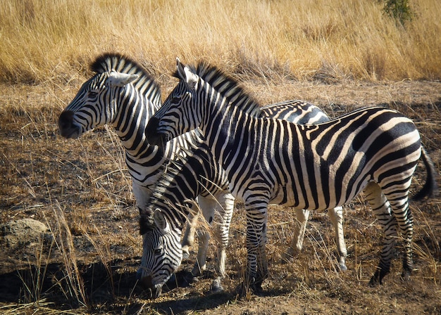 アフリカのシマウマ