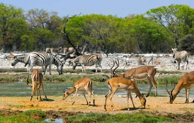 写真 エトーシャ国立公園のゼブラとインパラ