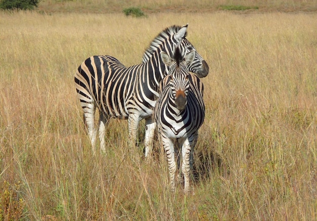 Zebras and Antelopes in Southafrica