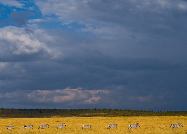 Зебры следуют друг за другом в саванне. Кения. Танзания. Национальный парк. Серенгети. Масаи Мара.