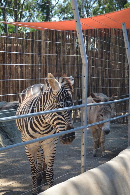 Zebras in cage at zoo