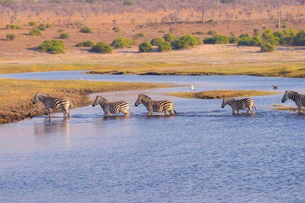 Zebras crossing chobe river.