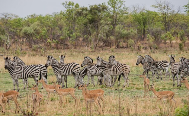 Foto zebre e cervi in piedi sul campo contro gli alberi