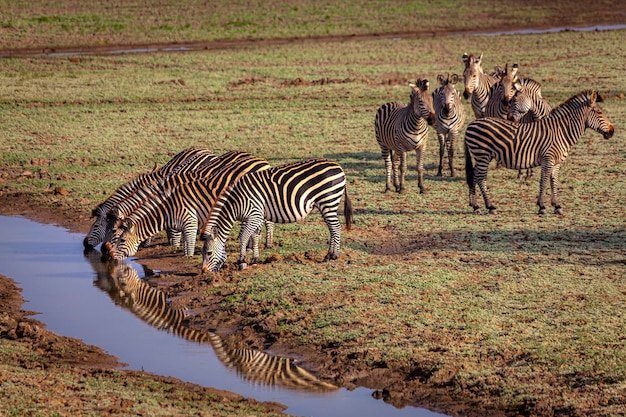 Zebras drink from a stream