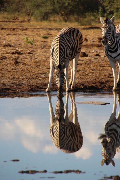 Foto zebras drinken water in een meer