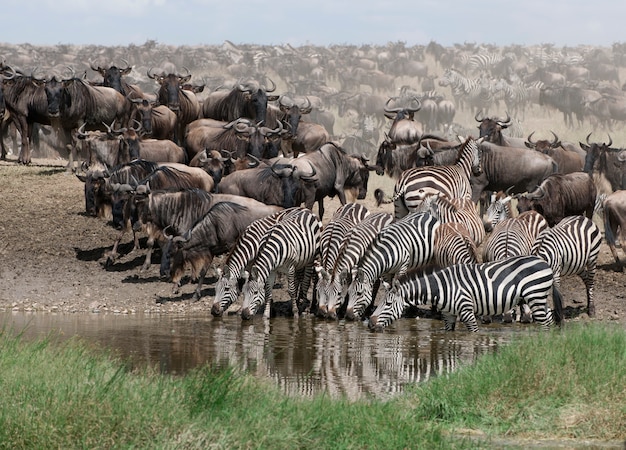 Zebre che bevono al parco nazionale del serengeti