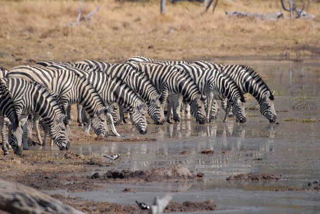 写真 野原で水を飲むゼブラ