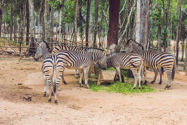 Zebras eat green grass in safari park