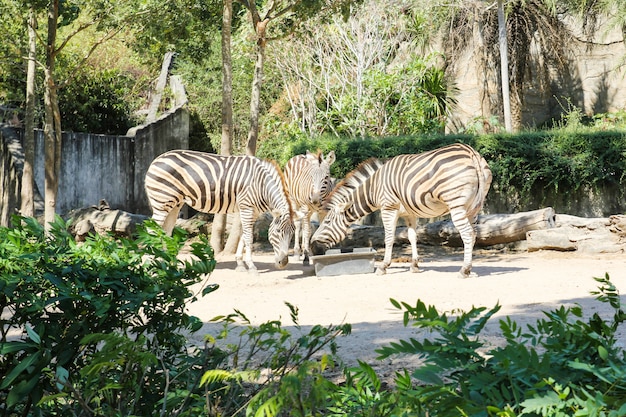 Фото Зебры едят еду в зоопарке.