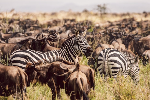 Foto zebras en gnu's staan op het veld