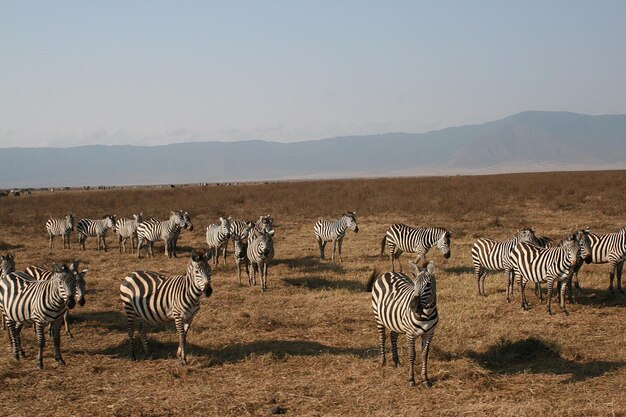Zebras on field against clear sky