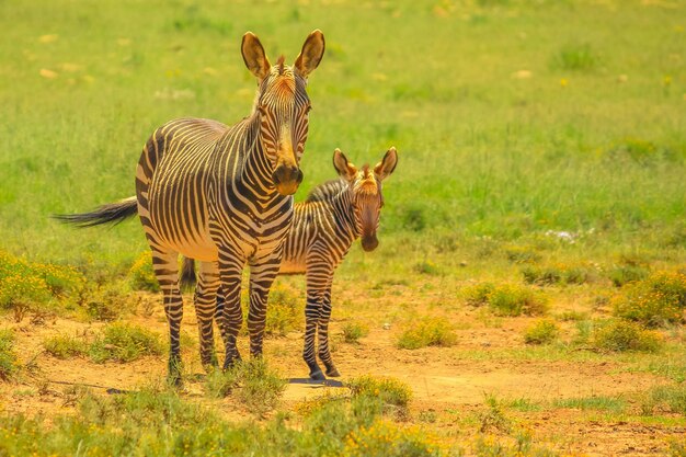 Zebras in a field