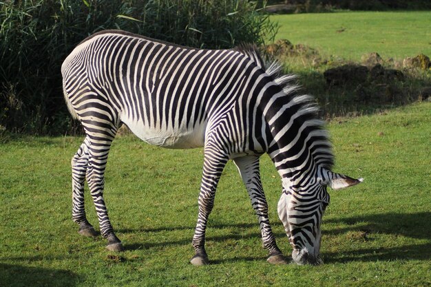 Photo zebras in a field