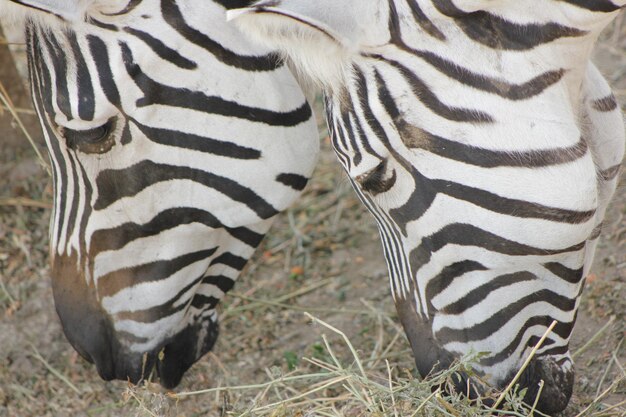 Foto zebre sul campo