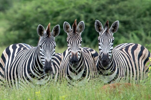 Photo zebras in a field