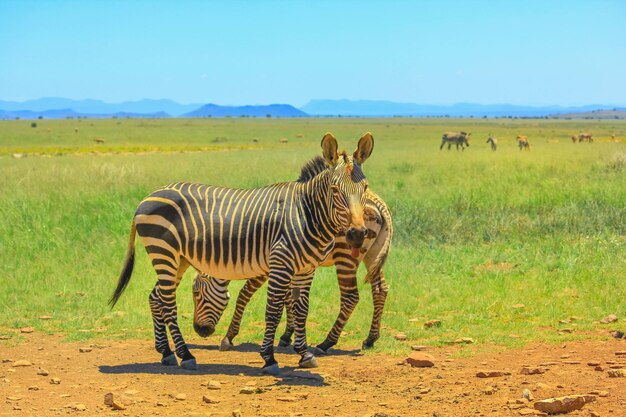 Zebras in a field