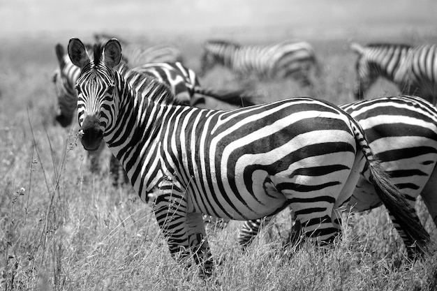 Photo zebras in a field