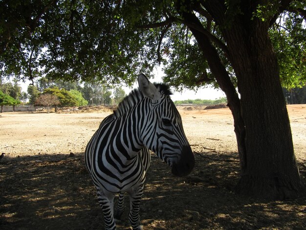 Foto zebre in un campo