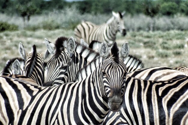 Photo zebras on field