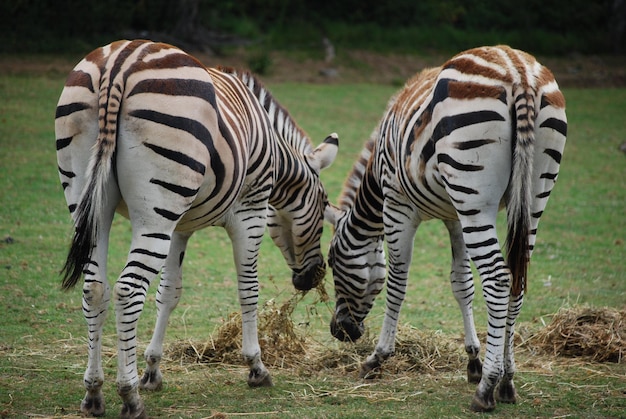 Photo zebras in a field