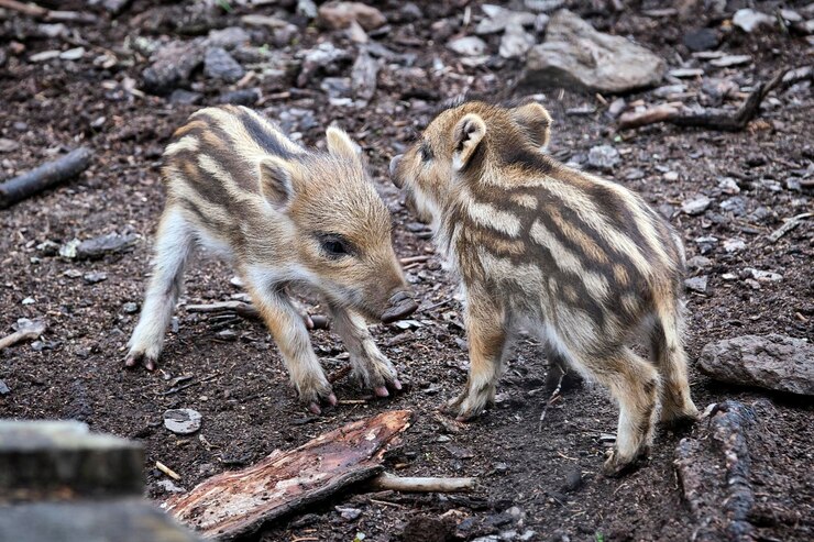 Photo 野原 の 中 の ゼブラ