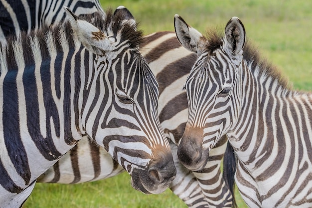 Zebras in a field