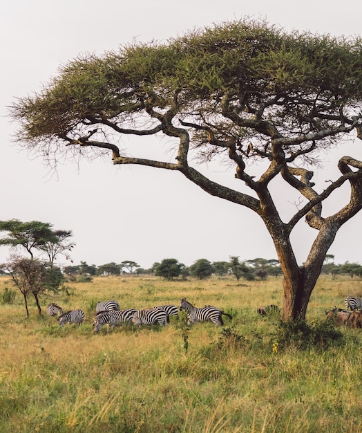 Photo zebras on a field