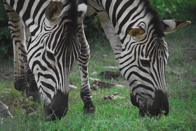 Foto zebre su un campo