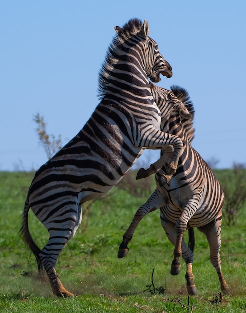 Zebre che combattono in un campo coperto di verde sotto la luce del sole di giorno