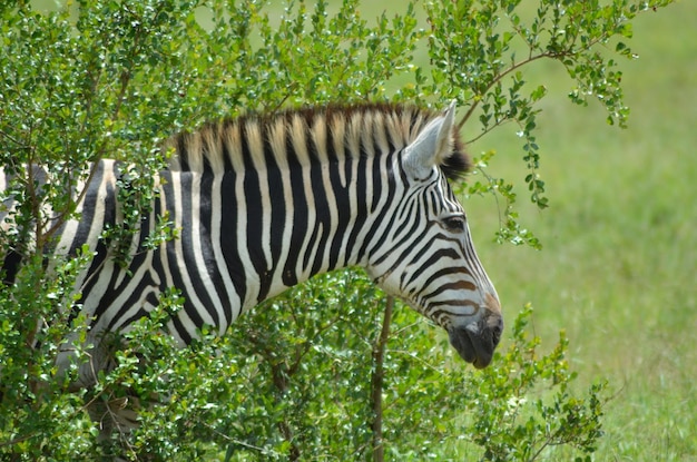 Foto zebre in una foresta