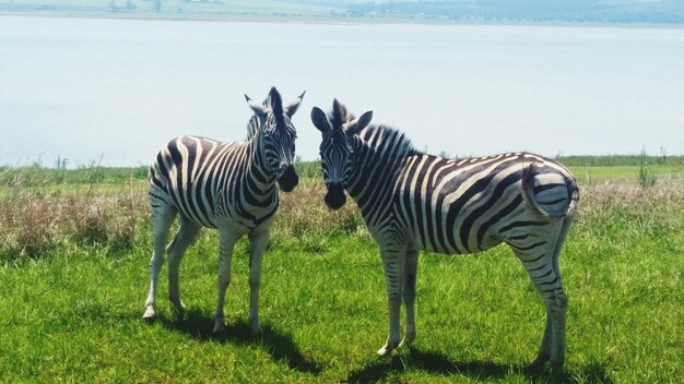 Zebre su un paesaggio erboso in piedi vicino al lago