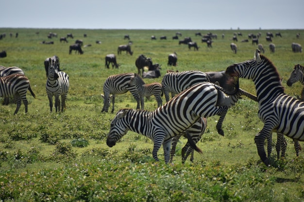 Photo zebras on grassy landscape against sky