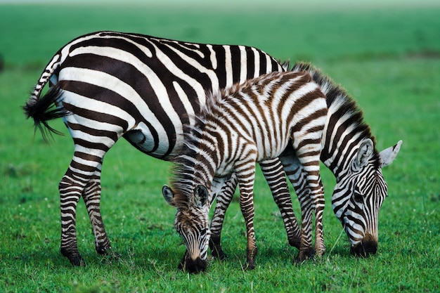 Foto zebras grazen op het veld