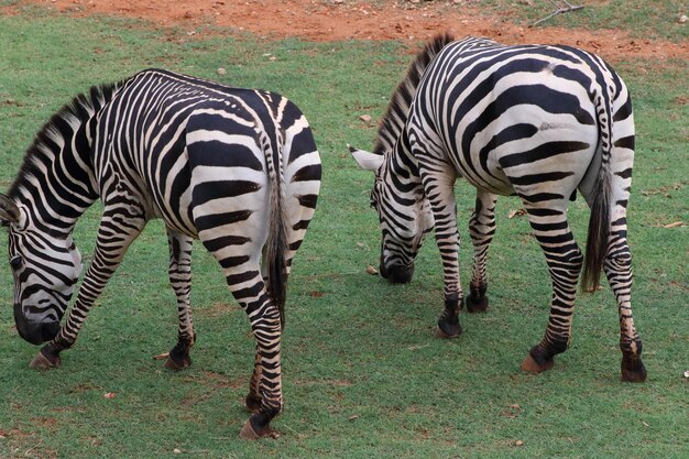 Foto zebre che pascolano in un campo