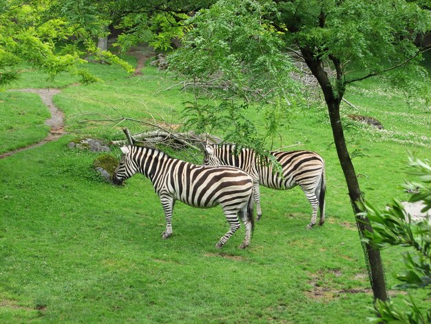 Зебры на зеленом поле