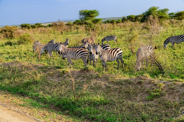 Photo zebras (hippotigris) at the serengeti national park, tanzania. wildlife photo