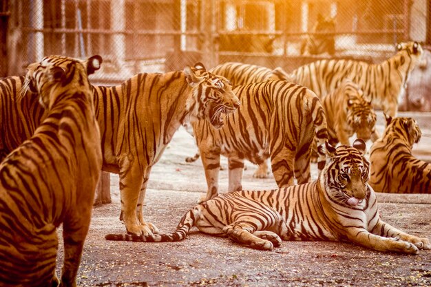 写真 ゼブラに乗ったゼブラ