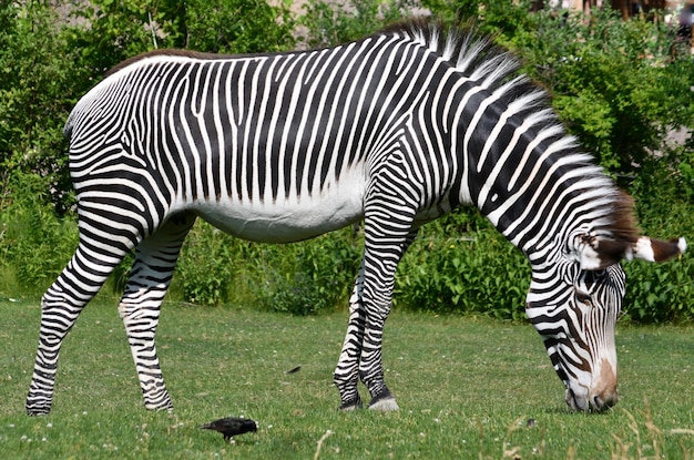 Foto zebras in een dierentuin