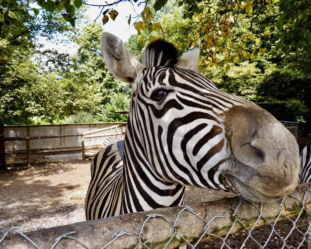 Foto zebras in een dierentuin