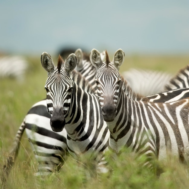 Зебры смотрят в камеру в серенгети