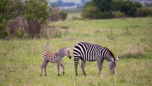 Zebras in the middle of the savannah of Kenya