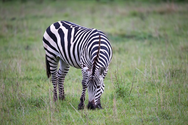 Zebras in the middle of the savannah of Kenya