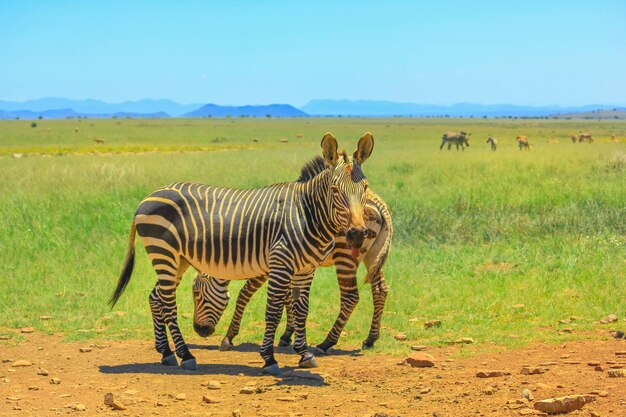 Zebras op een veld